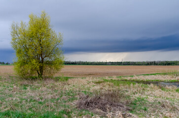A lonely tree stands before a stormy sky across an open spring field. Static landscape, moody tension, eye-level wide shot, rural farmland, spring awakening, approaching storm, conceptual contrast.