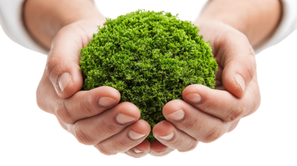 Hands Holding a Lush Green Moss Sphere, PNG