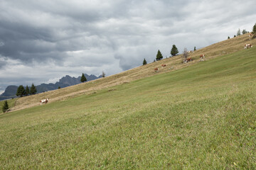 Some cows in a wide pasture in  Dolomites