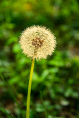 Close-up of a fluffy dandelion seed head against a soft green bokeh background, symbolizing freedom and renewal.