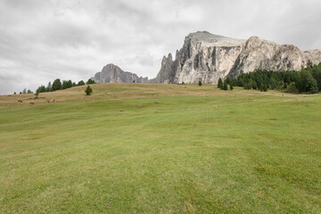 Wide pasture in Dolomites area in Italy