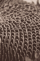 Obraz premium sunflower seeds