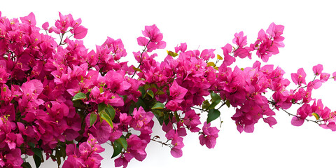 Fototapeta premium Beautiful pink and white flowers bloom in the garden, showcasing nature's vibrant beauty in spring