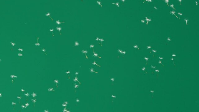 Dandelion flower seeds blown by the wind, flying on green chromakey background