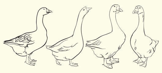 Goose Line Art Illustration Set