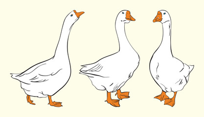 Set of Goose Illustrations