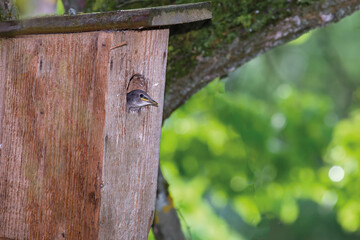 A baby starling peers out of its nesting box.