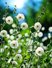 A vibrant field filled with delicate white flowers swaying gently in the breeze, illuminated by soft sunlight.