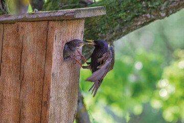 A starling feeds its chick, which is sitting in a birdhouse.