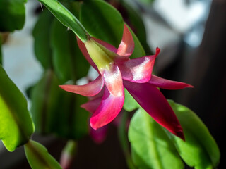 bright and beautiful blooming Schlumberger cactus