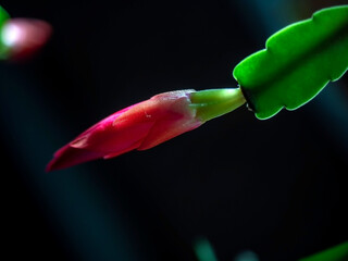 bright and beautiful blooming Schlumberger cactus