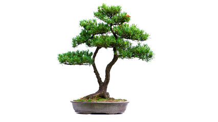 Chinese green bonsai tree Isolated on white background. 