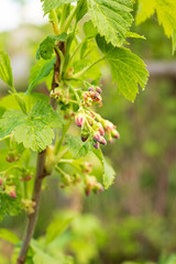 Black currant flowers on shrub branch against background of green currant leaves. Spring blooming garden.