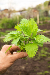 man holds nettle plant in his hand. Burns on body from nettle dioecious