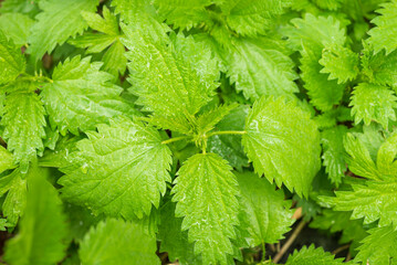 Nettle is dioecious, stinging nettle in the garden. Wild nettle, weed in agriculture, medicinal plant