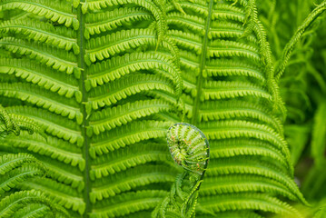 Lush, vibrant ferns unfurl in a hidden forest, evoking tranquility and the beauty of new life