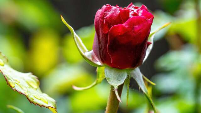 Rose Bud with Raindrops. Close up.