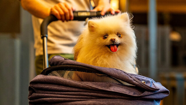Cheerful dog in a supermarket trolley on an orange background. Banner, copy space