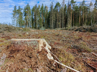 A plot of land with cut down forest.