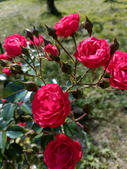 Russia, Kaliningrad - Botanical garden, growing plants and flowers