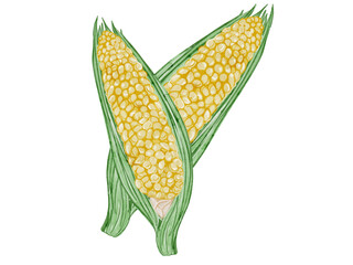 水彩で描いた夏野菜のとうもろこしの料理食材の水彩のデザインベクターイラスト素材
