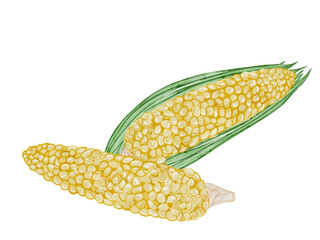 水彩で描いた夏野菜のとうもろこしの料理食材の水彩ベクターイラスト素材