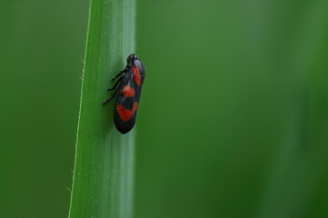 Black and red froghopper insect resting on green grass blade macro close-up with vibrant natural background and shallow depth of field ideal for biodiversity and entomology themed stock photography