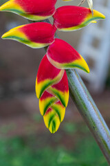 Heliconia rostrata Puerto Iguazu town in Misiones Argentina