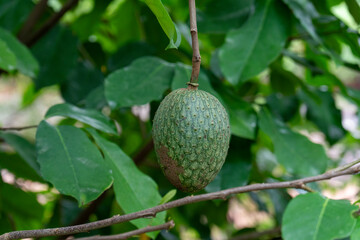 Guanabana  Annona muricata fruit in the tree Misiones Argentina