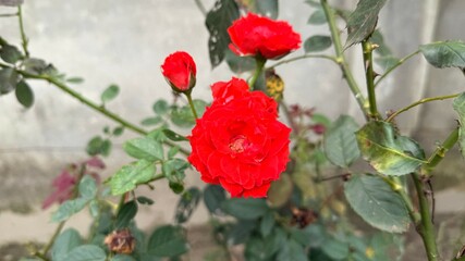 Vibrant Red Roses Blooming in Garden, Green Foliage and Bud Against Light Wall