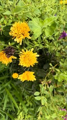 Vivid Yellow Chrysanthemums and Lush Green Foliage in a Vibrant Outdoor Garden Setting