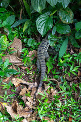 Tupinambis teguixin lizard Iguazu waterfalls in Brazil