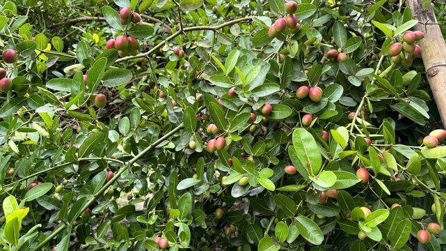 Abundant Carissa Carandas Fruits Clustered Among Green Leaves on a Bush in Natural Light
