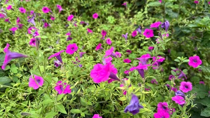 Obraz premium Abundant Magenta Petunia Blooms and Purple Flowers amidst Lush Greenery in a Summer Garden