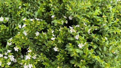 Abundant White Cuphea Hyssopifolia Flowers and Green Leaves in Lush Garden Setting