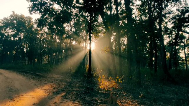 Beautiful sunlight in the forest with fog, foggy morning jungle safari in the forest of  kanha national park or tiger reserve madhya pradesh india asia