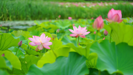 Pink water lilies bloom beautifully in a pond, showcasing nature's aquatic flora
