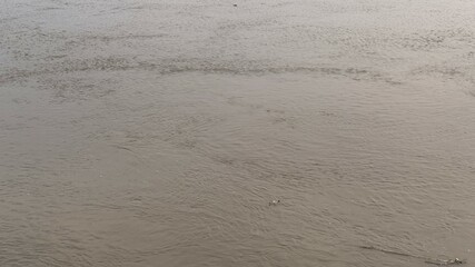 Calm Murky River Waters with Ripples and Floating Debris in Daytime Light