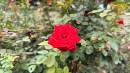 CloseUp of a Blooming Red Rose in a Garden, Amidst Green Foliage