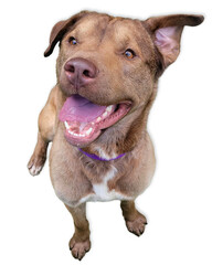 Obraz premium Smiling Pit Mix on White Background