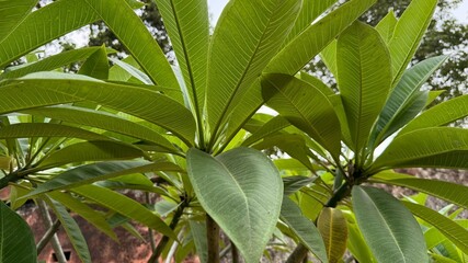 CloseUp of Bright Green Plumeria Leaves Displaying Delicate Veins and Textured Surface