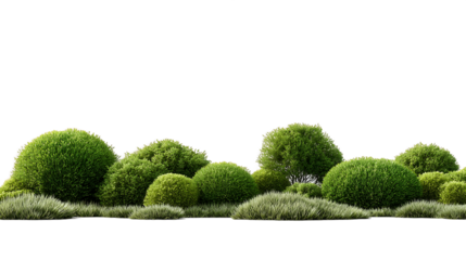 Lush Green Moss Arrangement on Transparent Background, PNG