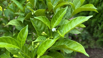 CloseUp of Crape Jasmine Buds and Leaves with a Single White Flower