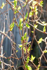 Chinese lemongrass. Branches with green young lemongrass leaves in spring. concept of medicinal plants.