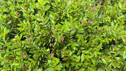 Closeup of False Heather Plants Green Leaves with Delicate Purple Flowers Blooming