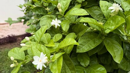 Closeup of Jasmine Flowers and Buds Surrounded by Lush Green Leaves Outdoors