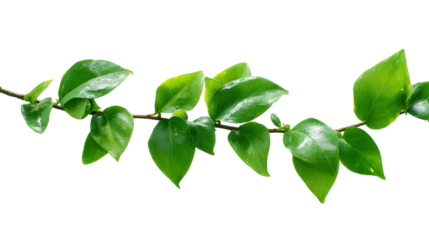 Lush Green Vine with Vibrant Leaves on Transparent Background, PNG