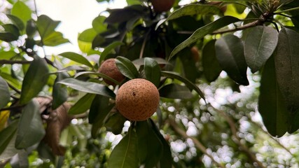 Closeup of Ripe Sapodilla Fruit Hanging from Tree with Green Leaves
