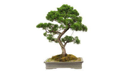 Chinese green bonsai tree Isolated on white background.