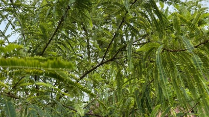 Closeup View of a Tamarind Tree Canopy with Delicate Green Foliage and Branches